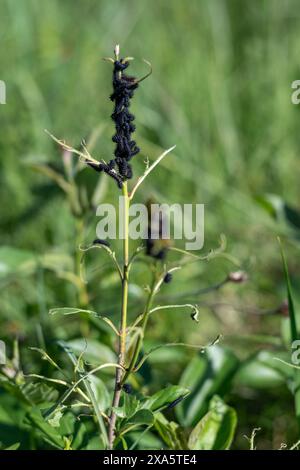 Saturnia pyri. Farfalla di pavone, Inachis io, Caterpillar, larve su stelo singolo. I pilastri caterpillari girano grandi bozzoli. Foto Stock