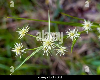 Un piatto, il genere Cyperus, vicino al Rio sulle piscine nella Mountain Pine Ridge Reserve, Belize. Foto Stock