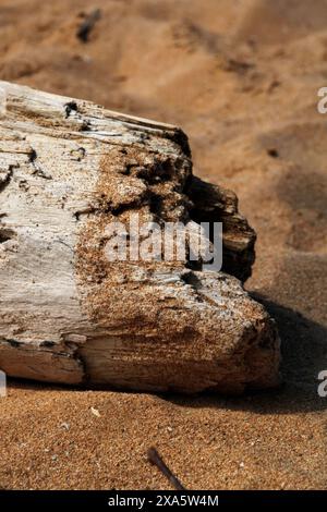 Pezzo singolo di legno su spiaggia sabbiosa vicino all'acqua Foto Stock