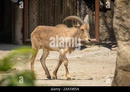 Un primo piano di una pecora barbaresca selvatica (Ammotragus lervia) nel suo habitat naturale. Foto Stock