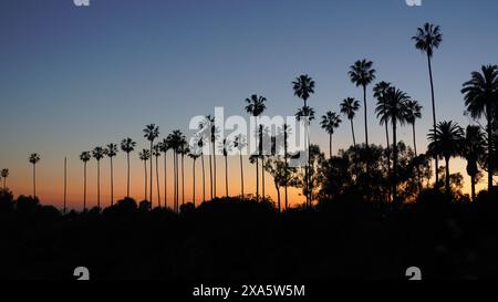 Palme che si stagliano all'orizzonte con il sole che tramonta Foto Stock