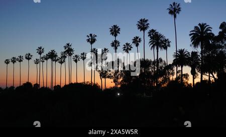 Palme che si stagliano all'orizzonte con il sole che tramonta Foto Stock