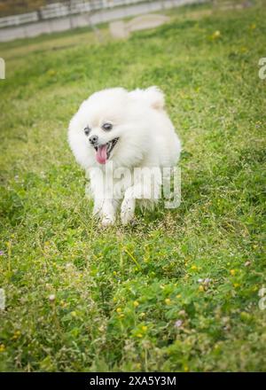 Un bianco e soffice cane della Pomerania che gioca sull'erba in un habitat naturale Foto Stock