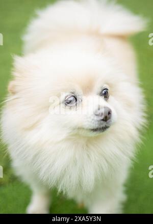 Una pomerania bianca femmina in piedi nell'erba, a guardare da parte Foto Stock