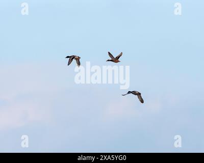 Mallard Anas platyrhynchos Three in flight, Ham Wall RSPB Reserve, Meare, Avalon Marshes, Somerset Levels and Moors, Inghilterra, Regno Unito, dicembre 2019 Foto Stock