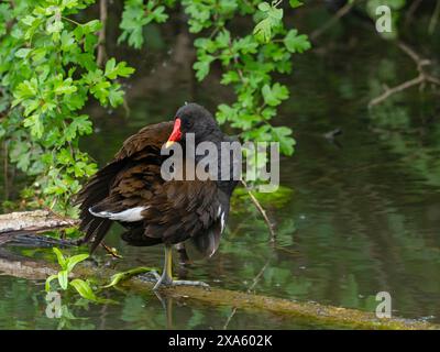 Gallina comune Gallinula chloropus adulto arroccato su un ramo del torrente accanto al percorso naturalistico, Fishlake Meadows Nature Reserve, Hampshire e ISL Foto Stock