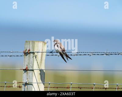 Sand martin Riparia riparia appoggiato su una recinzione di filo spinato vicino a Bornais, South Uist, Ebridi esterne, Scozia, Regno Unito, maggio 2021 Foto Stock