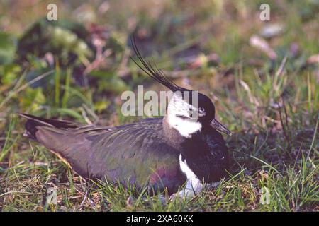 Vanellus vanellus sul nido del villaggio di Avon, Hampshire, Inghilterra Foto Stock