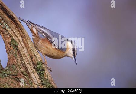 Eurasian picchio muratore Sitta europaea Hampshire Inghilterra Foto Stock