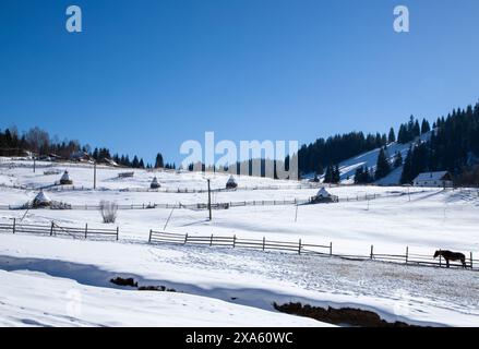 Un cavallo in un campo innevato, che pascolava vicino a una recinzione Foto Stock