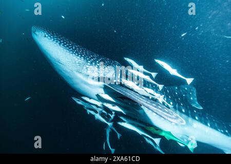 Uno squalo balena circondato da pesci nell'oceano profondo Foto Stock