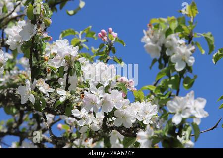 Ramo di un melo fiorito. Foto Stock