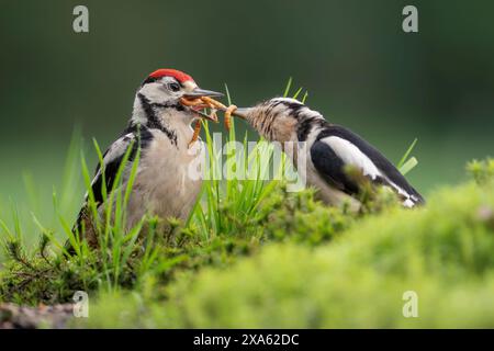 Grande picchio maculato, madre che dà da mangiare al suo pulcino Dendrocopos maggiore Foto Stock