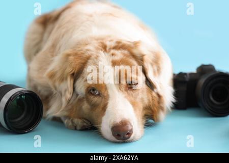 Cane pastore australiano con macchine fotografiche in studio, primo piano Foto Stock