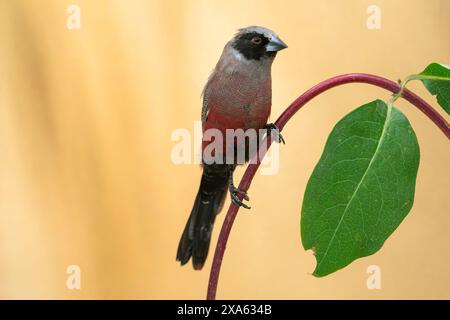 Cera nera, Brunhilda erythronotos Foto Stock