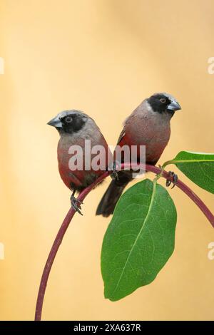 Cera nera, Brunhilda erythronotos Foto Stock