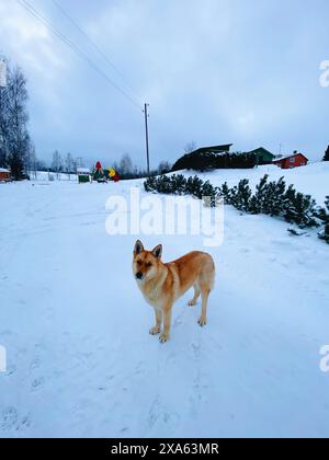 Un cane in piedi nella neve in una piccola città Foto Stock