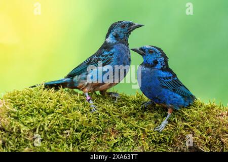 Tangara velia, una petroliera con rumpi opalici Foto Stock