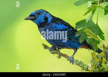 Tangara velia, una petroliera con rumpi opalici Foto Stock