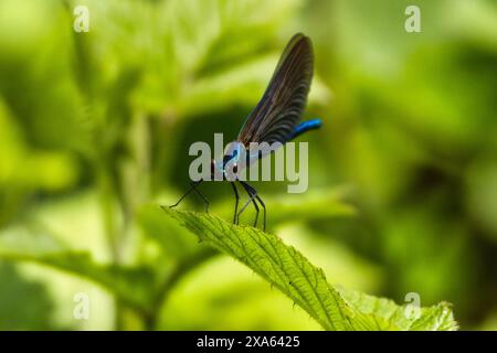 Una splendida libellula blu arroccata su un vivace fogliame verde Foto Stock