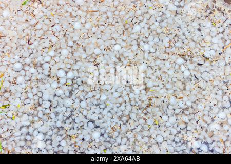 Una vista dettagliata delle grandine che si trovano a terra dopo una tempesta Foto Stock