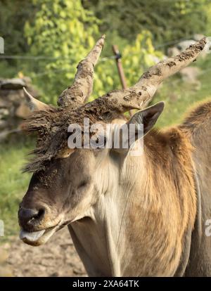 Un primo piano verticale di una capra corna in una fattoria Foto Stock