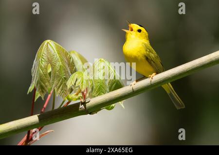 Un uccello giallo su un ramoscello con sfondo fogliame Foto Stock