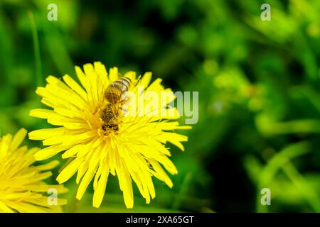 L'ape o l'ape miele adornata con polline succhia il nettare da un fiore di dente di leone giallo, l'ape che raccoglie il polline, l'ape di miele su un fiore di dente di leone Foto Stock