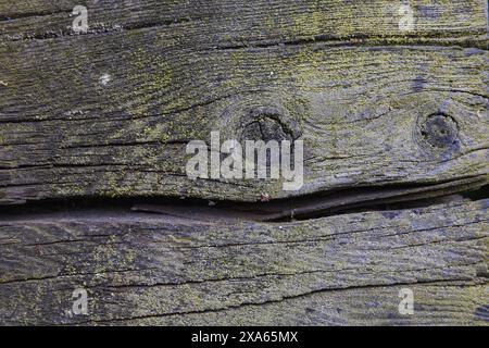 foto di una struttura in legno grigio scuro con grosse crepe e macchie di muschio verde Foto Stock