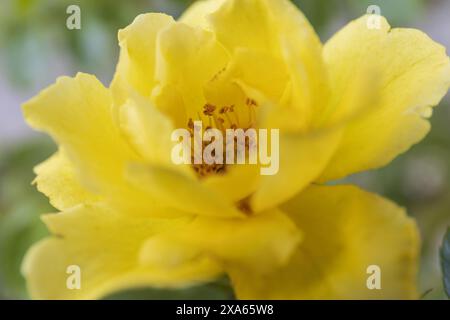 Foto ravvicinata di una rosa gialla in fiore su uno sfondo verde sfocato Foto Stock