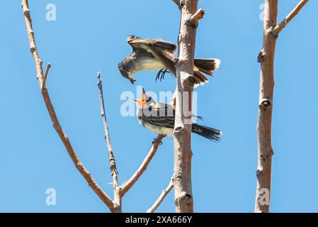 Un genitore del Kingbird orientale dà da mangiare al suo pulcino un insetto mentre si alza in volo. Foto Stock