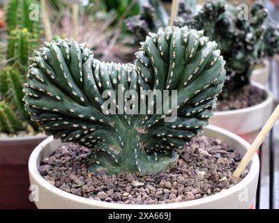Un primo piano di una pianta di cactus in una pentola Foto Stock