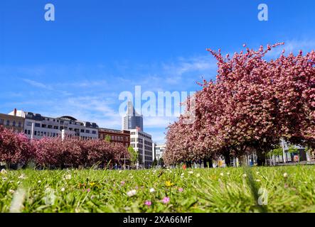 Experience the enchanting beauty of cherry blossoms in full bloom in front of the GRASSI Museum at Johannisplatz, Leipzig. These captivating images sh Foto Stock