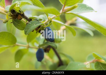 Foto ravvicinata di una bacca matura su un ramo di caprifoglio blu su uno sfondo verde Foto Stock