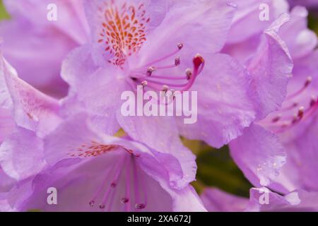 Primo piano di una macro fotografia di fiori di rododendro viola viola Foto Stock