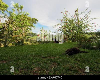 Un cane nero con macchie di caramello, seduto sull'erba verde, tra piante di ibisco rosso e fogliame verde, osserva il paesaggio sotto un blu Foto Stock