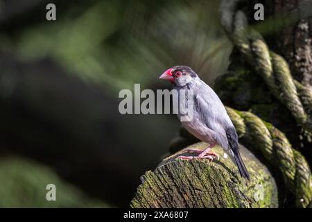 Un piccolo uccello di riso con un vivace becco rosso arroccato su una sporgenza rocciosa all'aperto Foto Stock