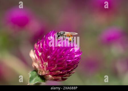 Un primo piano di un'ape su un fiore rosa Foto Stock