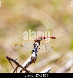 Primo piano di una libellula arancione arroccata su un ramoscello in un campo Foto Stock