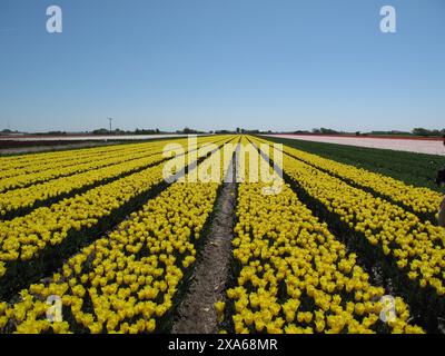 Un campo di tulipani giallo luminoso sotto un cielo blu chiaro. Foto Stock