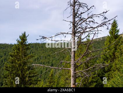 Un orso in piedi in una foresta sullo sfondo di una montagna Foto Stock