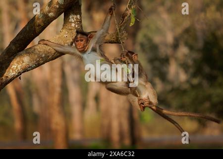 Macaco del cofano - Macaca radiata anche zati, scimmia endemica dell'India meridionale, correlata al macaco resus, arborea diurna e terrestre, sulla t Foto Stock