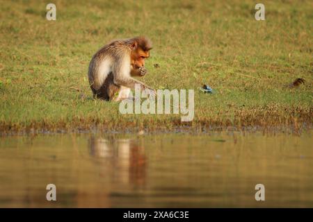 Macaco del cofano - Macaca radiata anche zati, scimmia endemica dell'India meridionale, correlata al macaco resus, arborea diurna e terrestre, sulla t Foto Stock