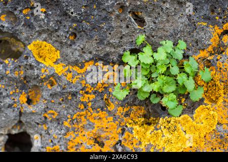 Una pianta che cresce su una superficie rocciosa con arancio e lichene nero Foto Stock