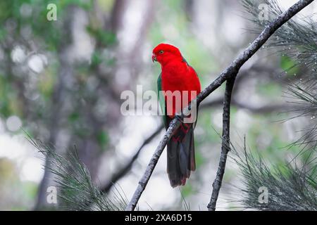 Un pappagallo re maschio in piena riproduzione Foto Stock