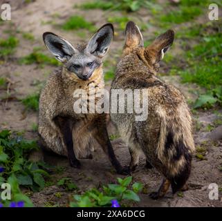 volpe con orecchie di pipistrello che si rilassa sull'erba allo zoo Foto Stock