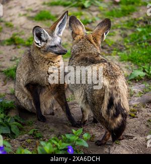 volpe con orecchie di pipistrello che si rilassa sull'erba allo zoo Foto Stock