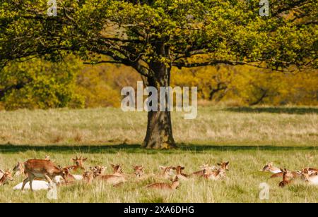 Un gruppo di cervi a riposo in un prato verde sotto un albero. Foto Stock
