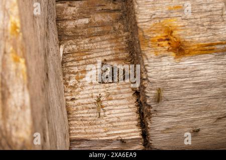 Deltote pygarga famiglia Noctuidae genere Protodeltote falena bianca marmorizzata natura selvaggia fotografia di insetti, foto, carta da parati Foto Stock