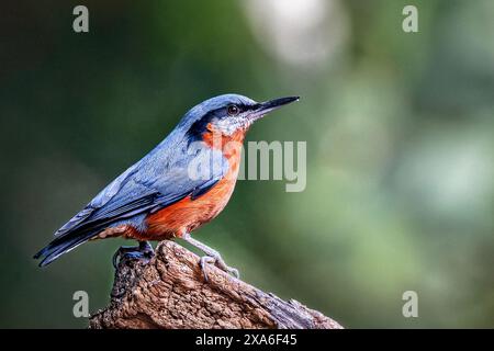 Un nuthatch con castagne a Sattal, Uttarakhand, India Foto Stock